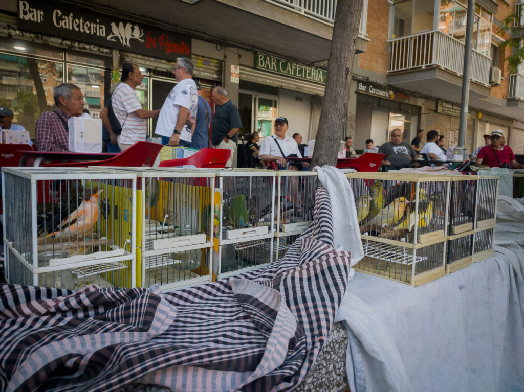 "En algunos pueblos, los aficionados al silvestrismo y a otras aves cantoras se reúnen a diario en plazas y bares.