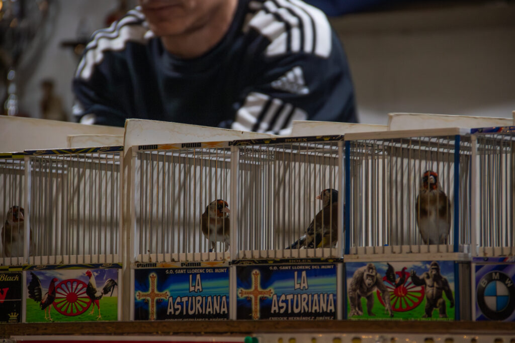 En algunos entornos, las jaulas se decoran con pegatinas de marcas reconocidas y símbolos de su cultura.